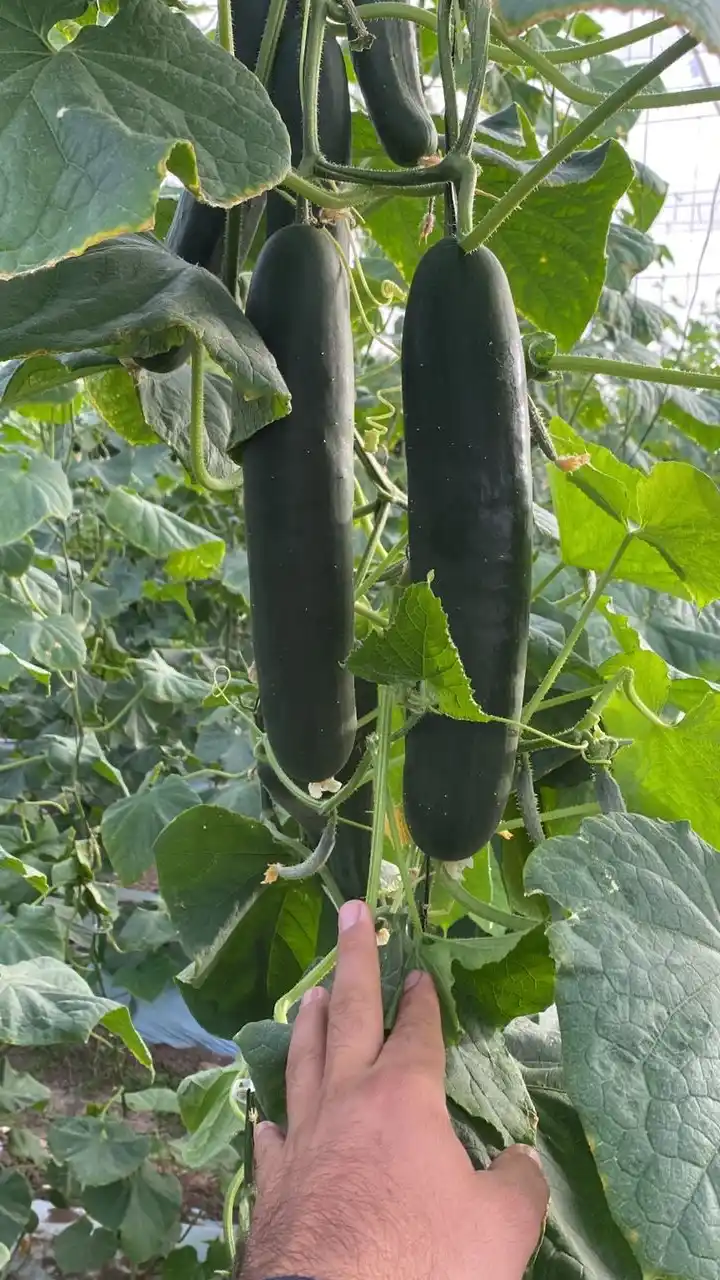 Tecnología agrícola