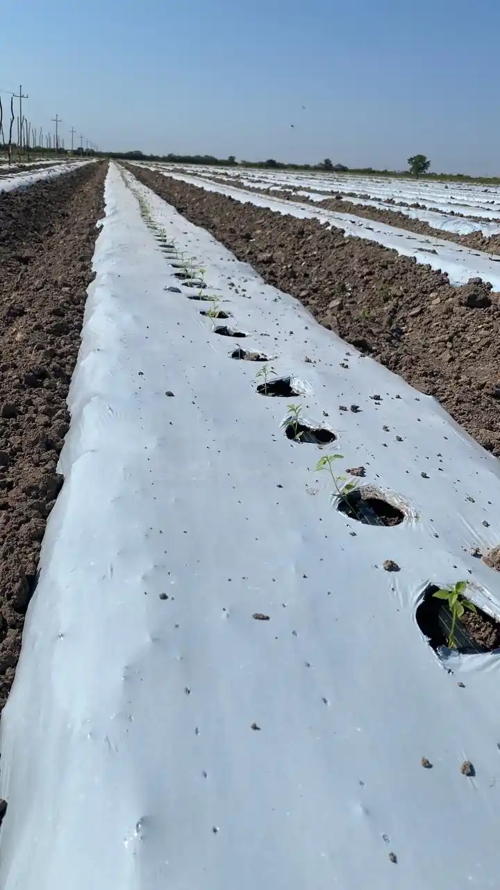 Agricultura sostenible