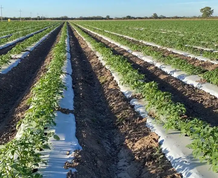 Packing Houses in Hermosillo, SON, MEX.